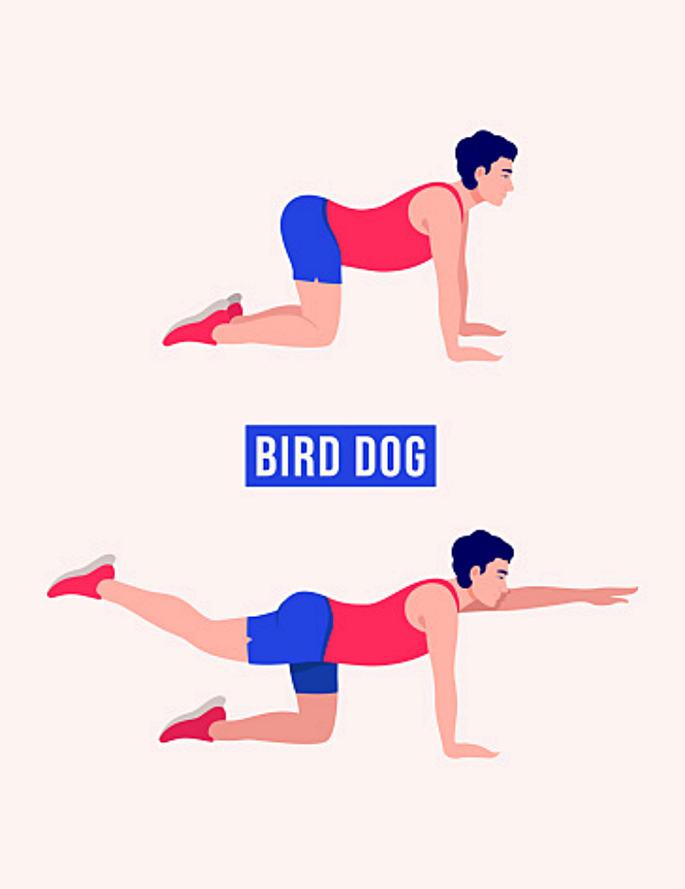 9. 버드독 (Bird Dog)