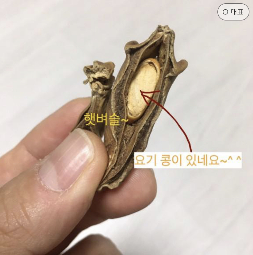  비염에 좋은 음식 유기농 작두콩차 구수한 드립 커피맛