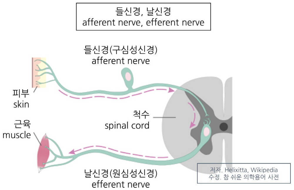 들신경&#44; 날신경이 척수로 들어가는 구조