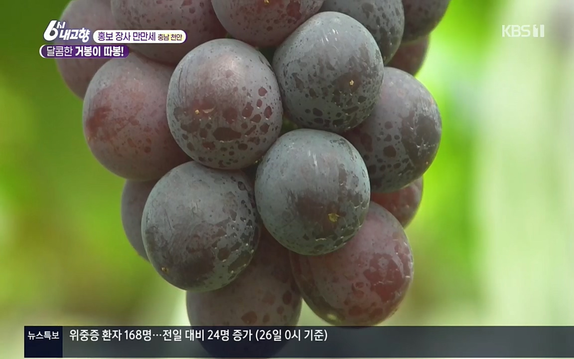 6시 내고향.E7583.220727p.H264-F1RST.mp4_20220727_213908.708.jpg