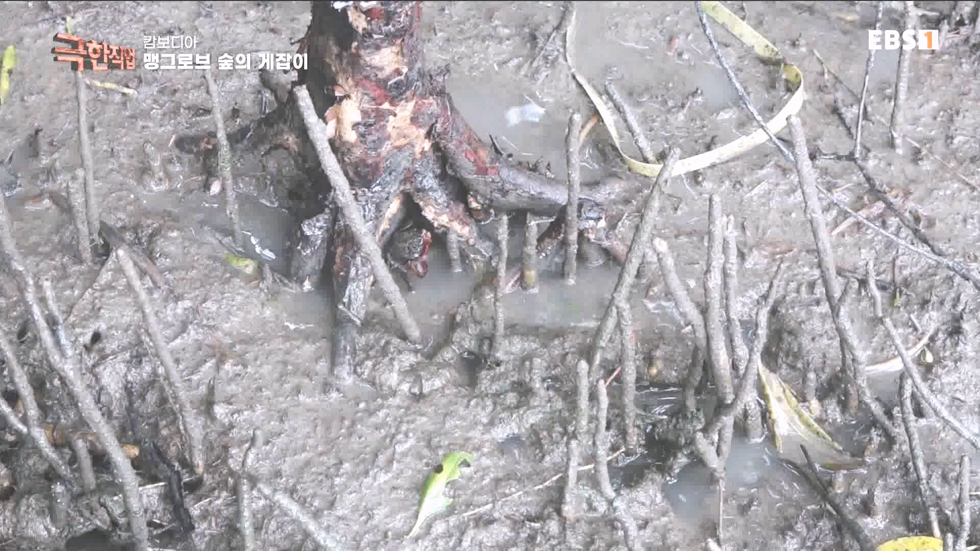 물뱀 사냥과 맹르로브숲의 게잡이 231021.mp4_20231025_211952.438.jpg