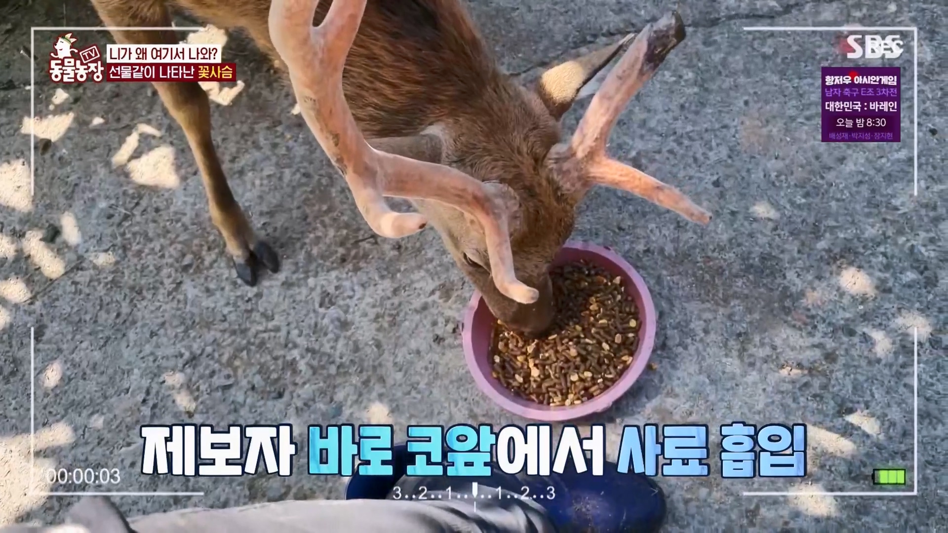 TV 동물농장.E1139.230924p.H264-F1RST.mp4_20230924_171509.455.jpg