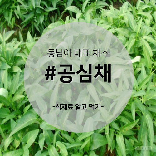  알고 먹기 37. #공심채