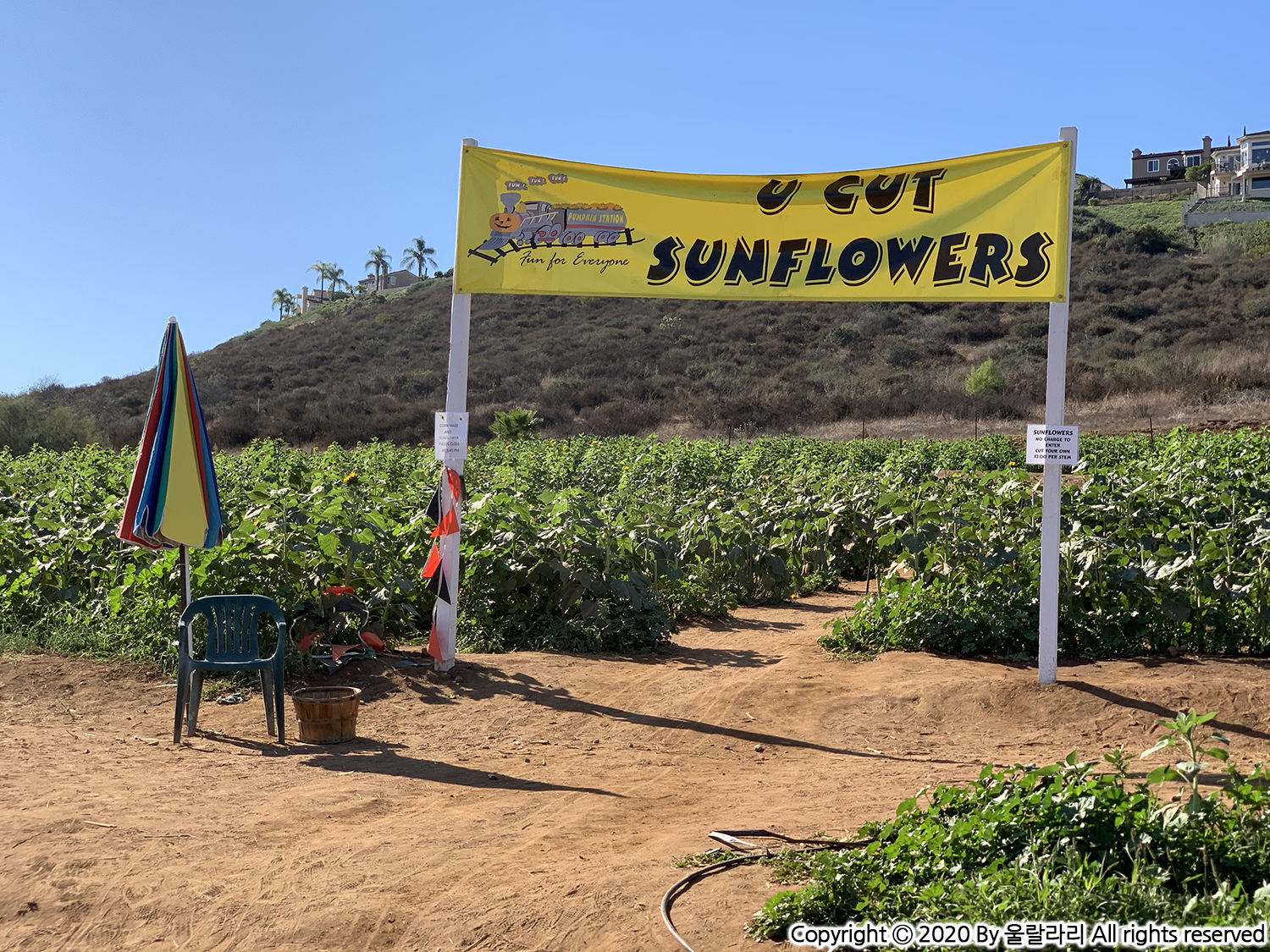 캘리포니아 해바라기 구경하기 좋은 곳 the best sunflower fields in southern california