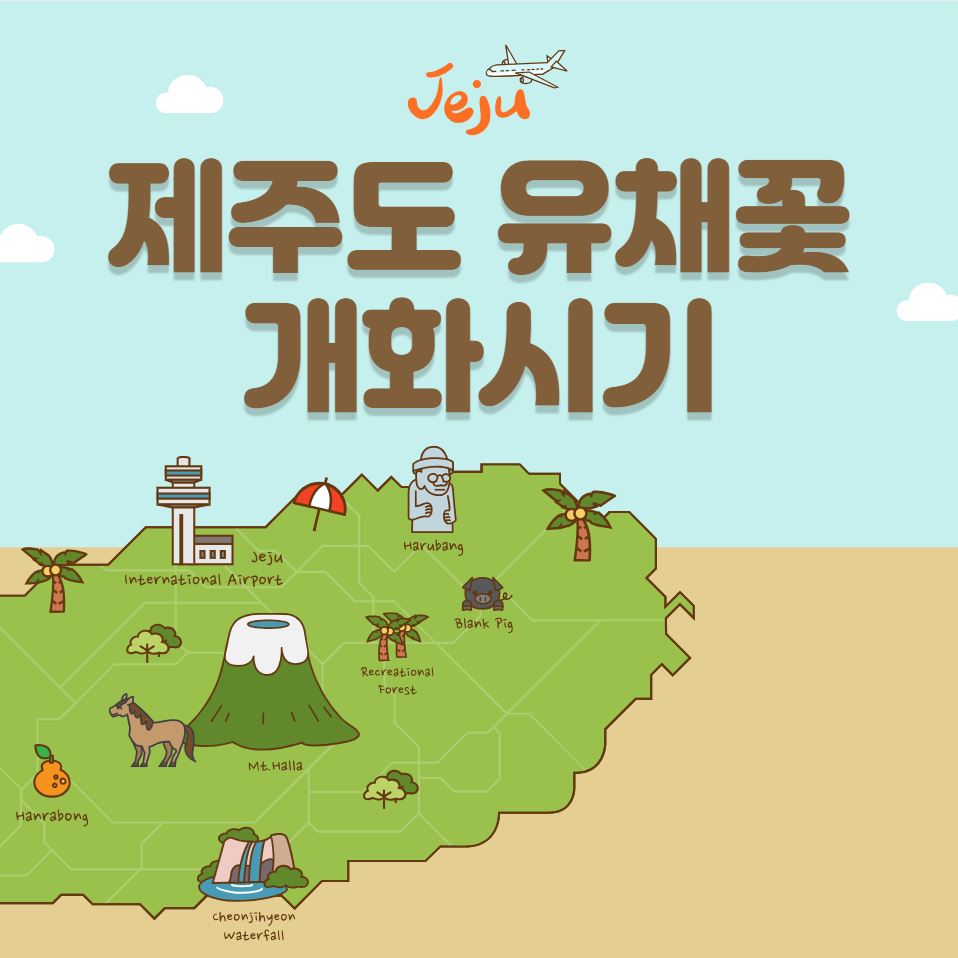  제주도 유채꽃 개화시기 (피는시기)