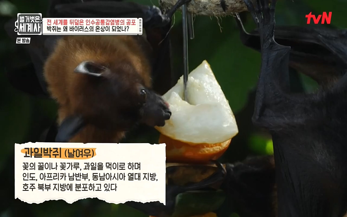 벌거벗은 세계사.E59.220810p-NEXT.mp4_20220810_212416.297.jpg