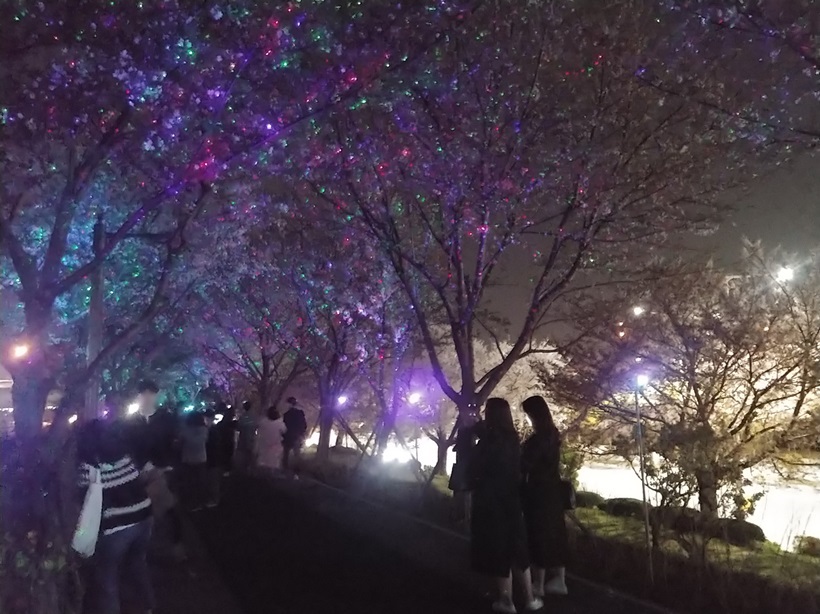  부산 가볼만한곳: 강서 낙동강변30리 벚꽃길 “Light Show” 다녀왔습니다