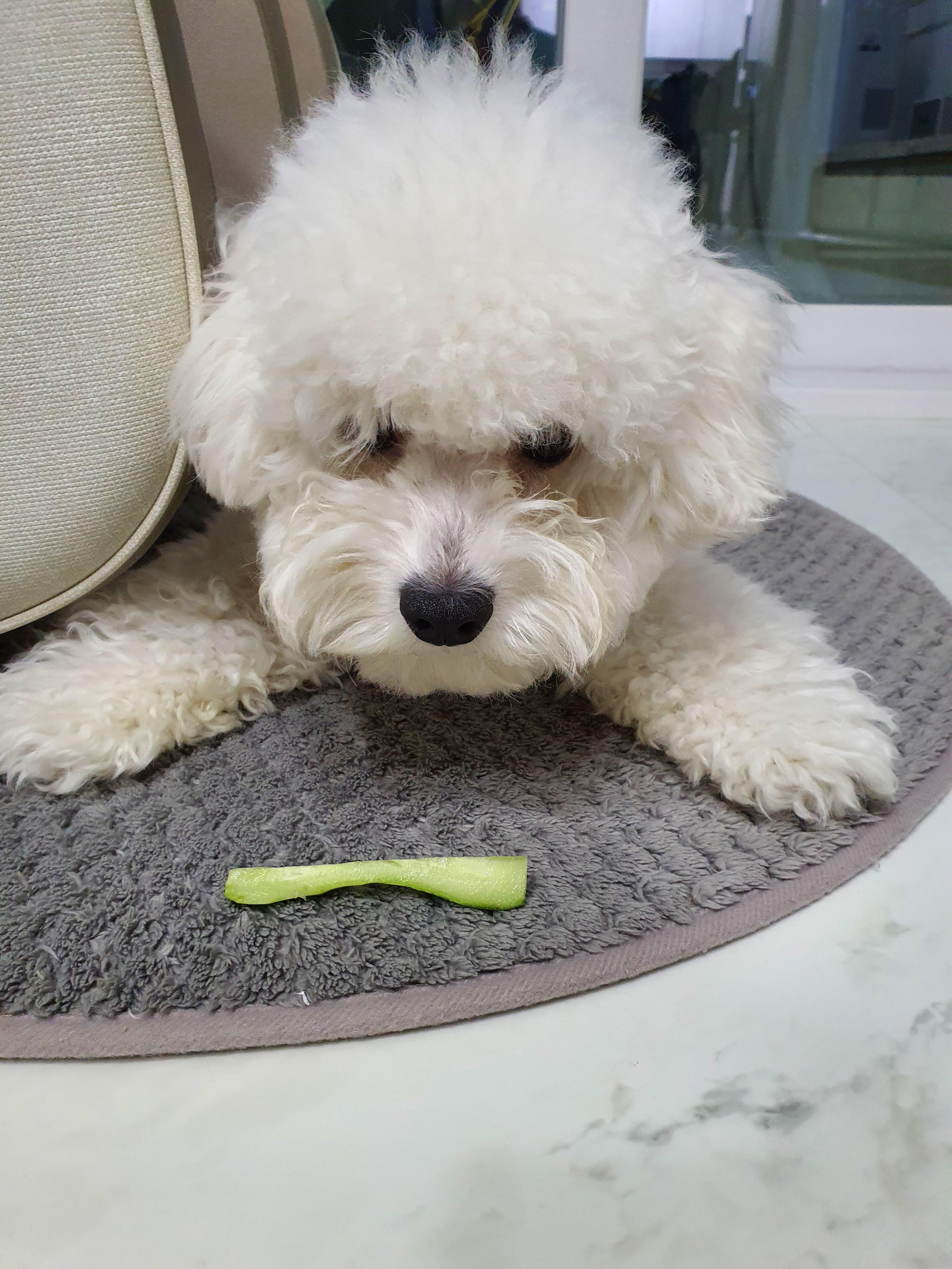  강아지 오이 먹여도 될까? 비숑 오이 넘 잘 먹는데 어쩌지?
