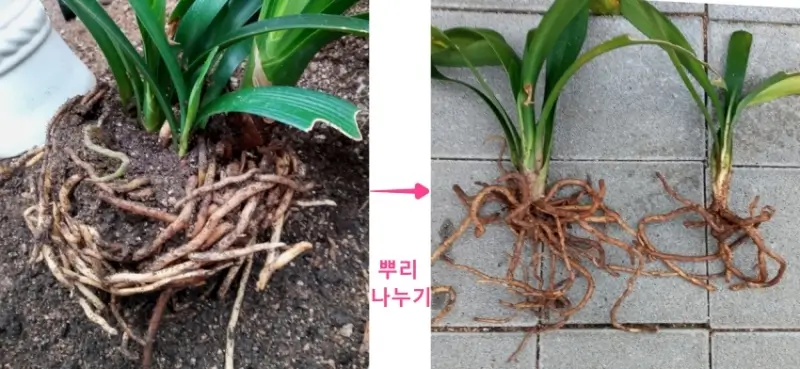 군자란-뿌리를-나누는-모습