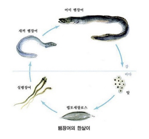  민물장어 바다장어 차이점 종류 가격 생태 서식 환경 맛 효능