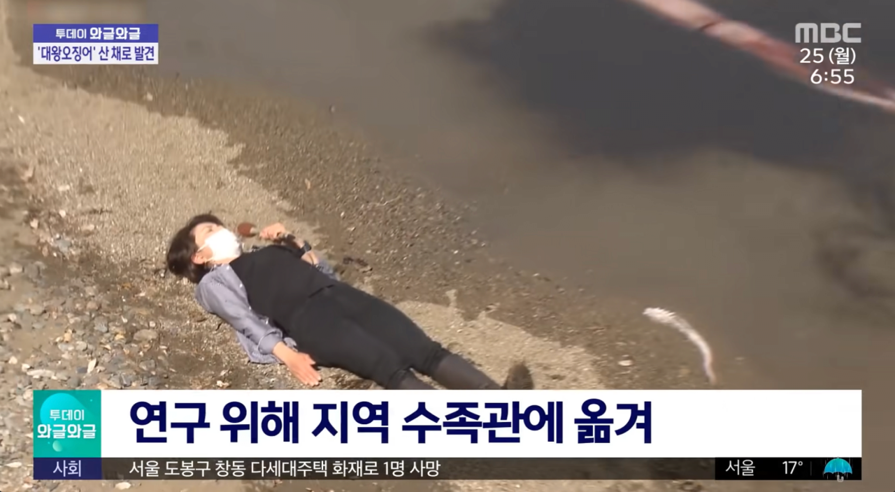 살아 있는 대왕오징어 발견
