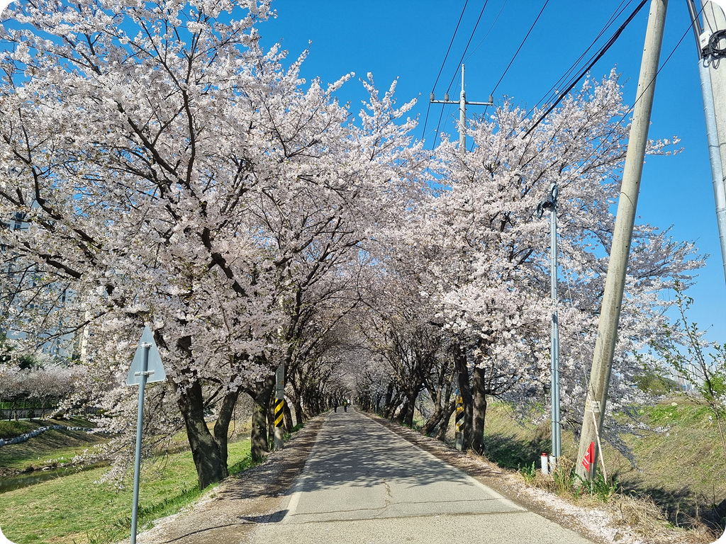 김포_벚꽃사진1