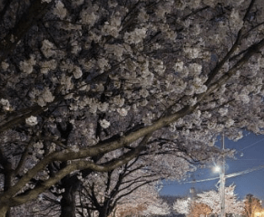 벚꽃축제