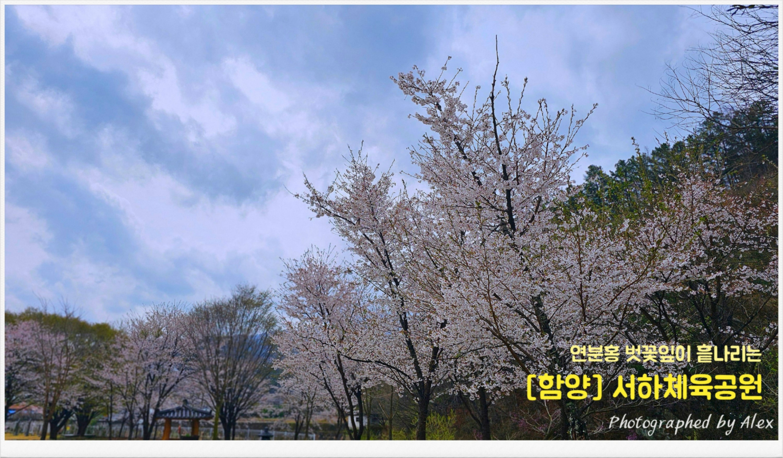 서하 이미지
