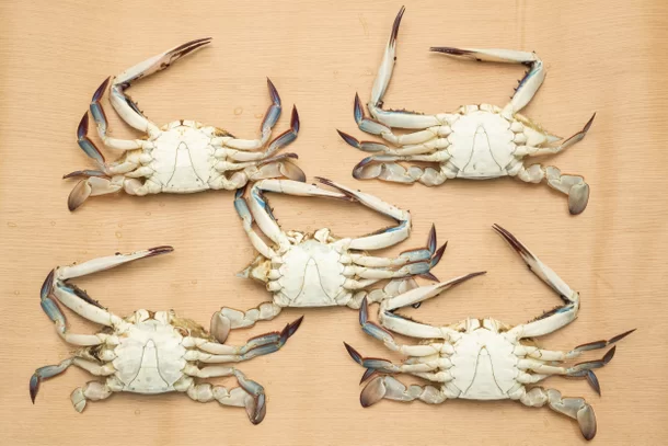  인천 소래포구 꽃게 대부분 다리가 없는 상태