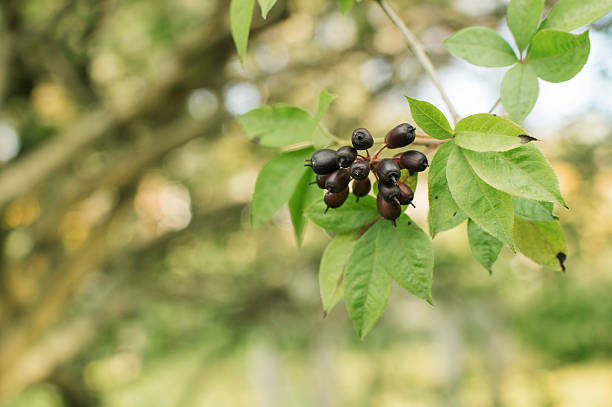 가시오가피의 12가지 장점 32