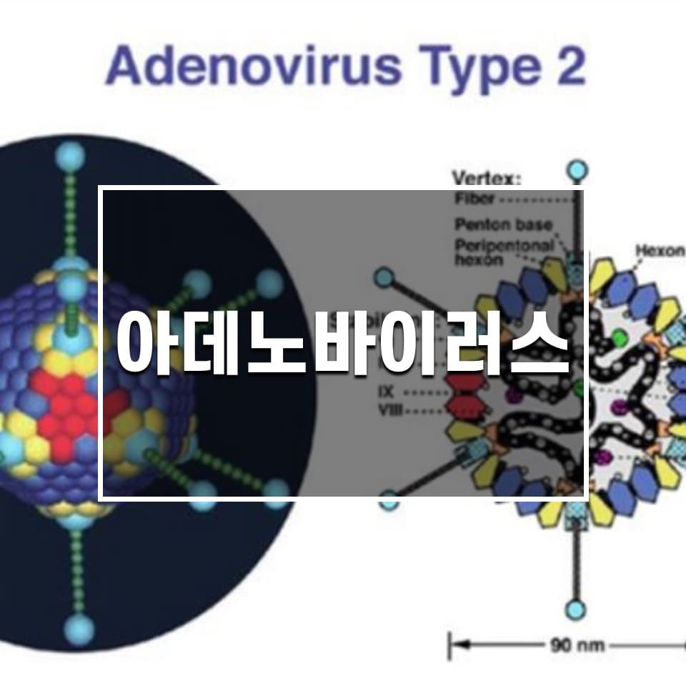 아데노바이러스