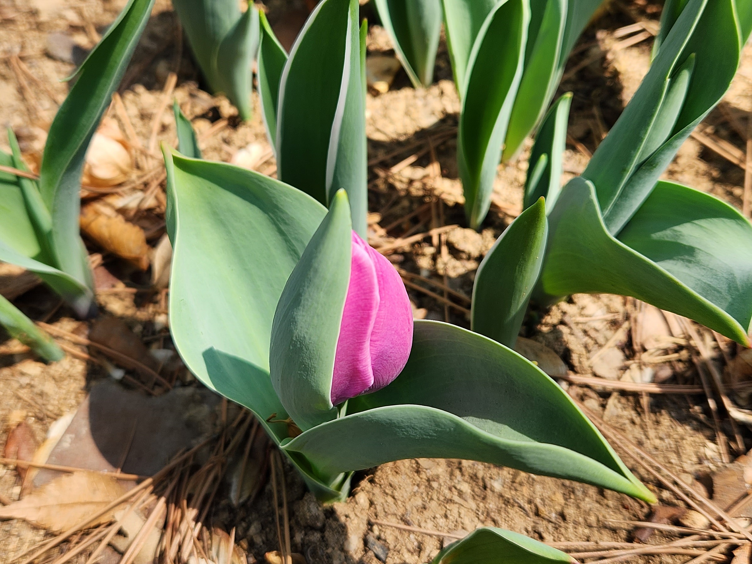튤립 (Tulip)
