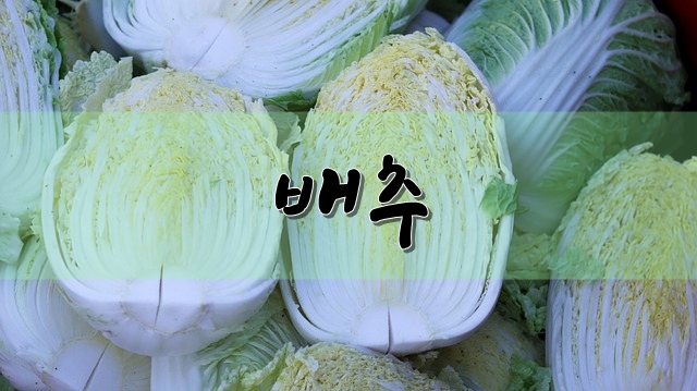  배추의 영양, 효능, 고르는 방법 등