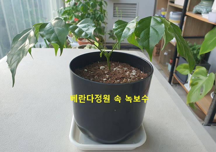 베란다정원 속 녹보수