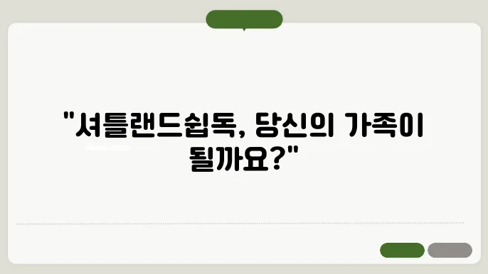 수원셔틀랜드쉽독분양 브리더클럽