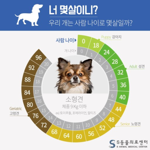 강아지 나이 계산법과 나이 계산기&amp;#44; 건강관리법