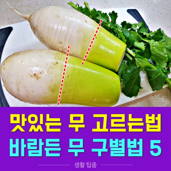 맛있는 무 고르는 법, 바람든 무 구별법, 깍두기 김장 김치, 생활 팁줌 매일꿀정보