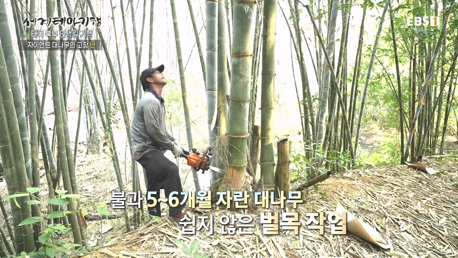 세계테마기행 240222 태국 북부 인생길 기행 -대찬 인생, 소박한 행복0p.mp4_20240807_200047.725.jpg
