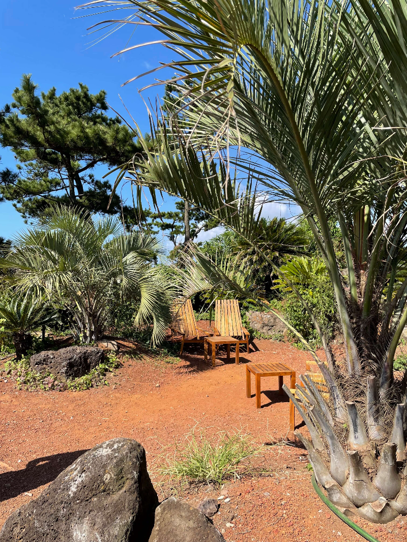제주 인스밀 정원. 야자수 사이로 나무 의자와 테이블이 놓여있다