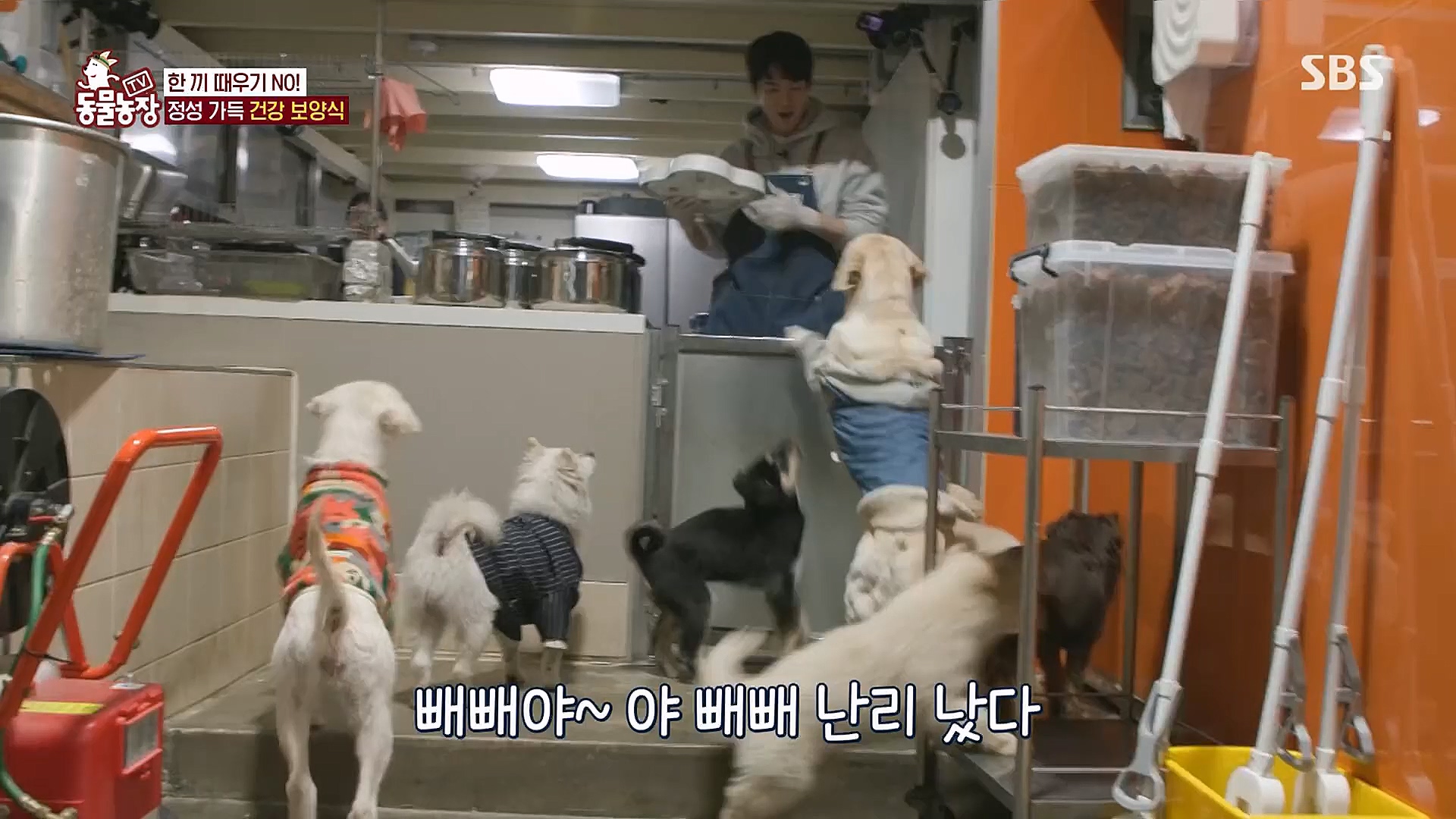 TV 동물농장.E1111.230312p.H264-F1RST.mp4_20230312_175959.178.jpg