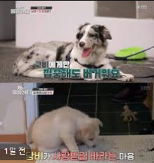  개는 훌륭하다 코비 주인
