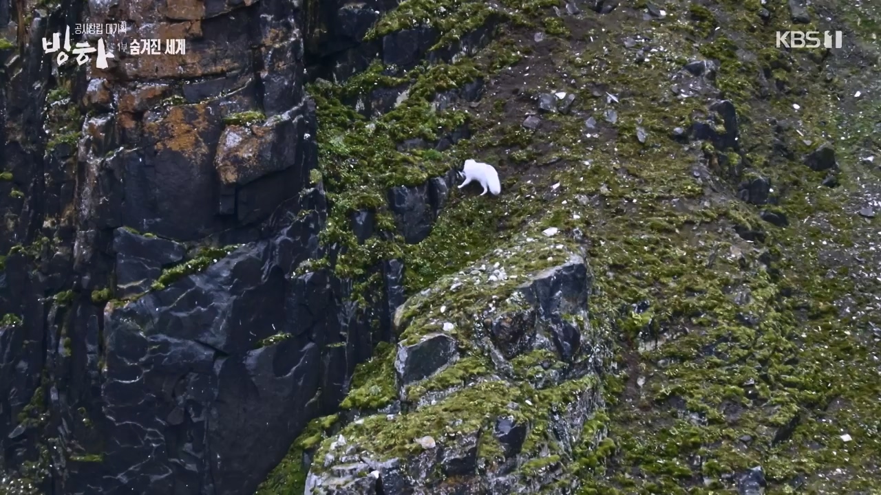 KBS 대기획 3부작 빙하.E01.240308p-NEXT.mp4_20240310_145936.504.jpg