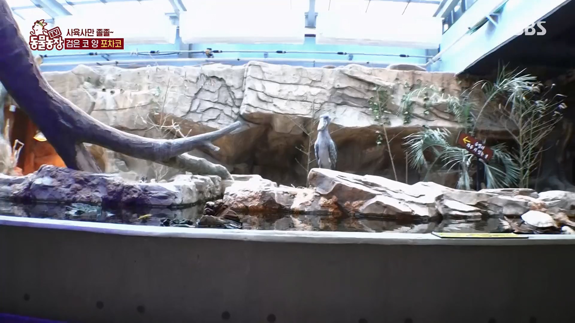 TV 동물농장.E1119.230507p.H264-F1RST.mp4_20230507_135924.597.jpg