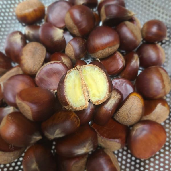  밤 삶는 방법 / 밤 찌는 시간