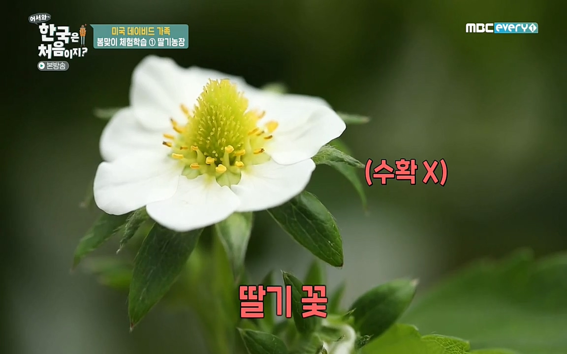 어서와 한국은 처음이지 시즌2.E206.220415p-NEXT.mp4_20220415_173752.401.jpg
