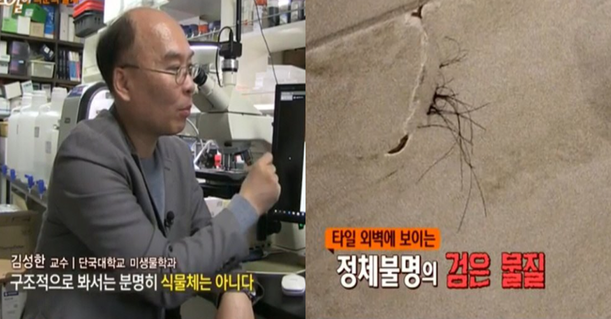  욕실 벽에 낀 의문의 검은 물질의 정체