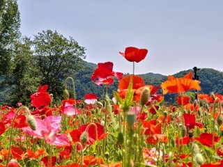가평 자라섬 꽃축제 입장료 가는길 주차 최신정보