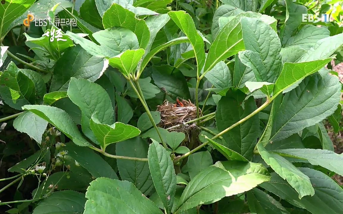 생존 3부_ EBS 다큐프라임_ 220629.avi_20220701_204832.853.jpg