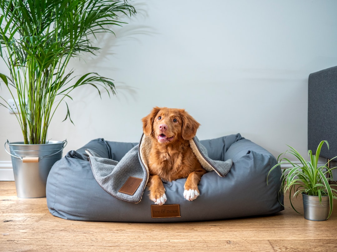Pet Bed