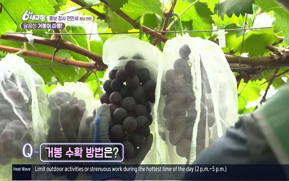 6시 내고향.E7583.220727p.H264-F1RST.mp4_20220727_213907.709.jpg