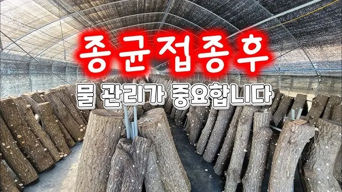 표고버섯 종균 재배법 보관법 및 효능 확인하기_5