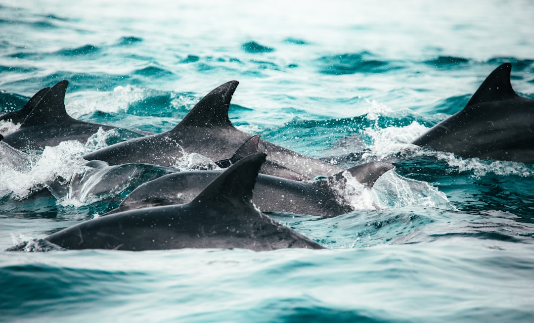Marine life.