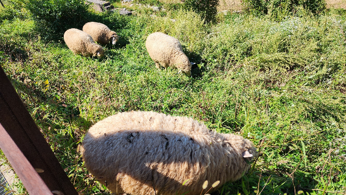 해운대 수목원 양떼