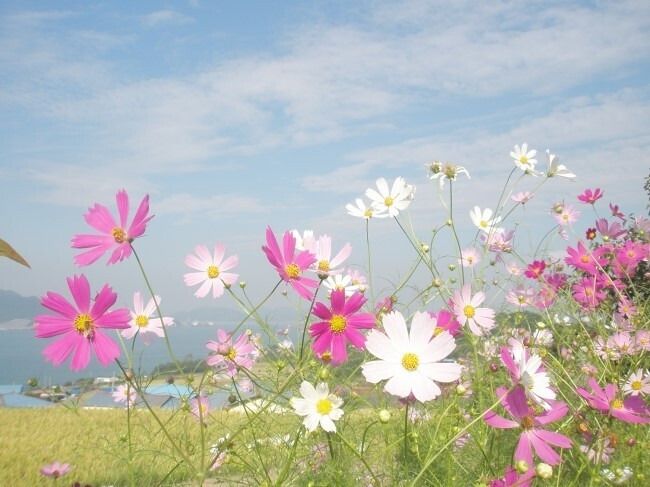 코스모스 이미지