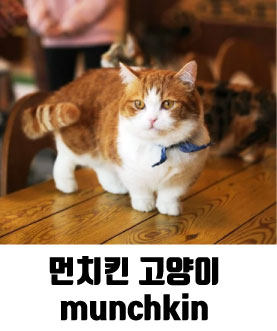  먼치킨 고양이의 종류 구분법