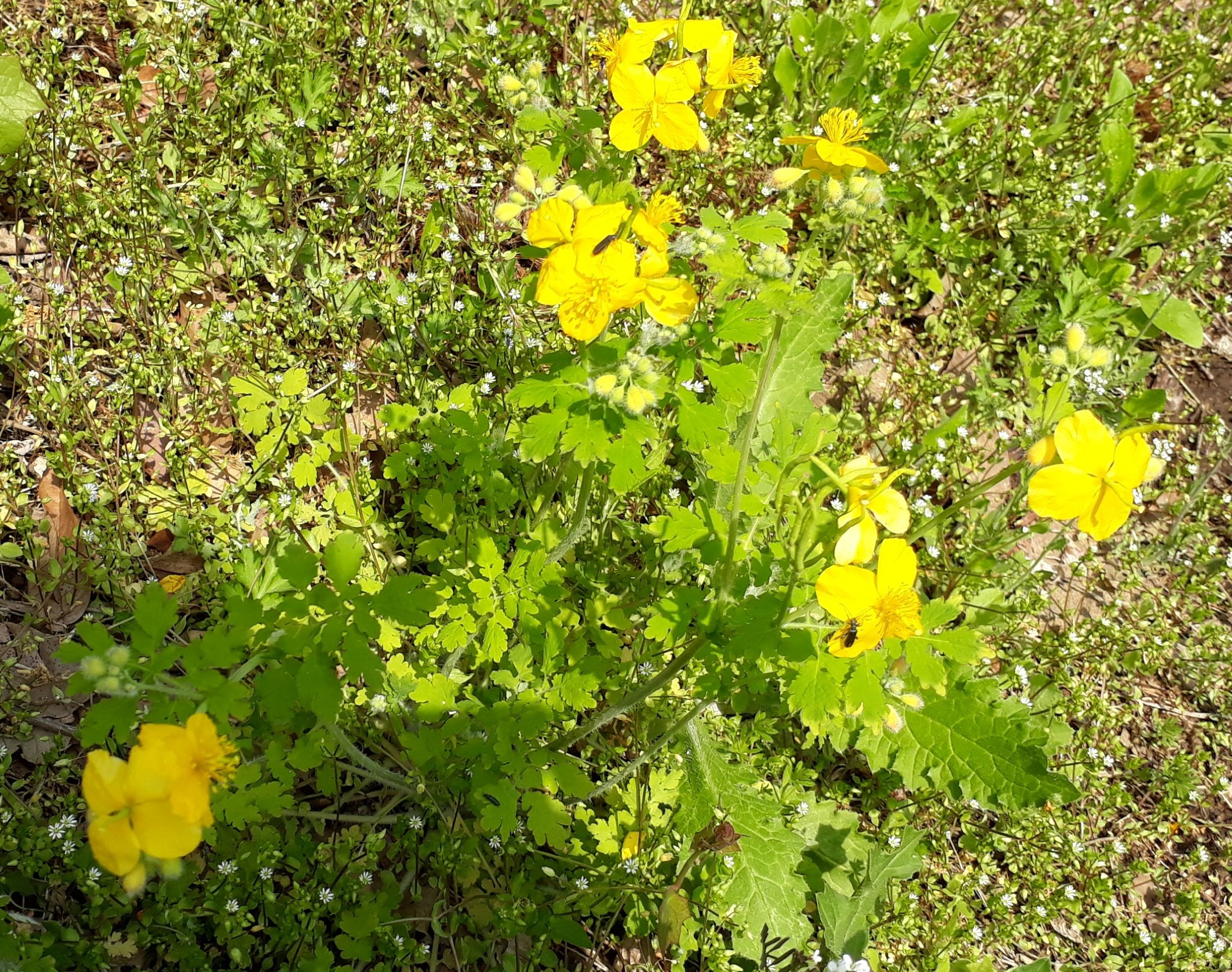  애기똥풀 꽃 (Greater Celandine / クサノオウ)