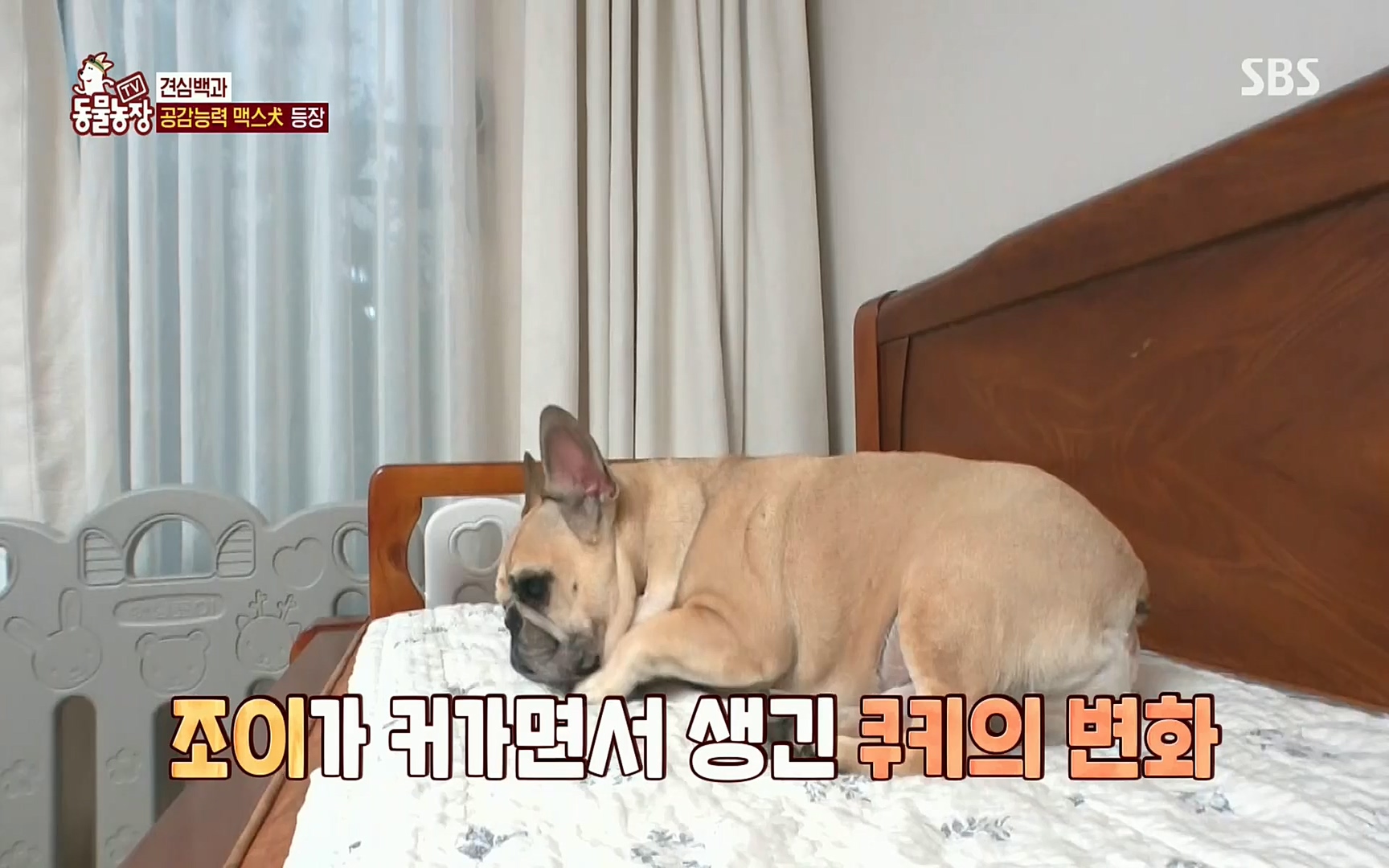 TV 동물농장.E1077.220710p.H264-F1RST.mp4_20220710_175422.431.jpg