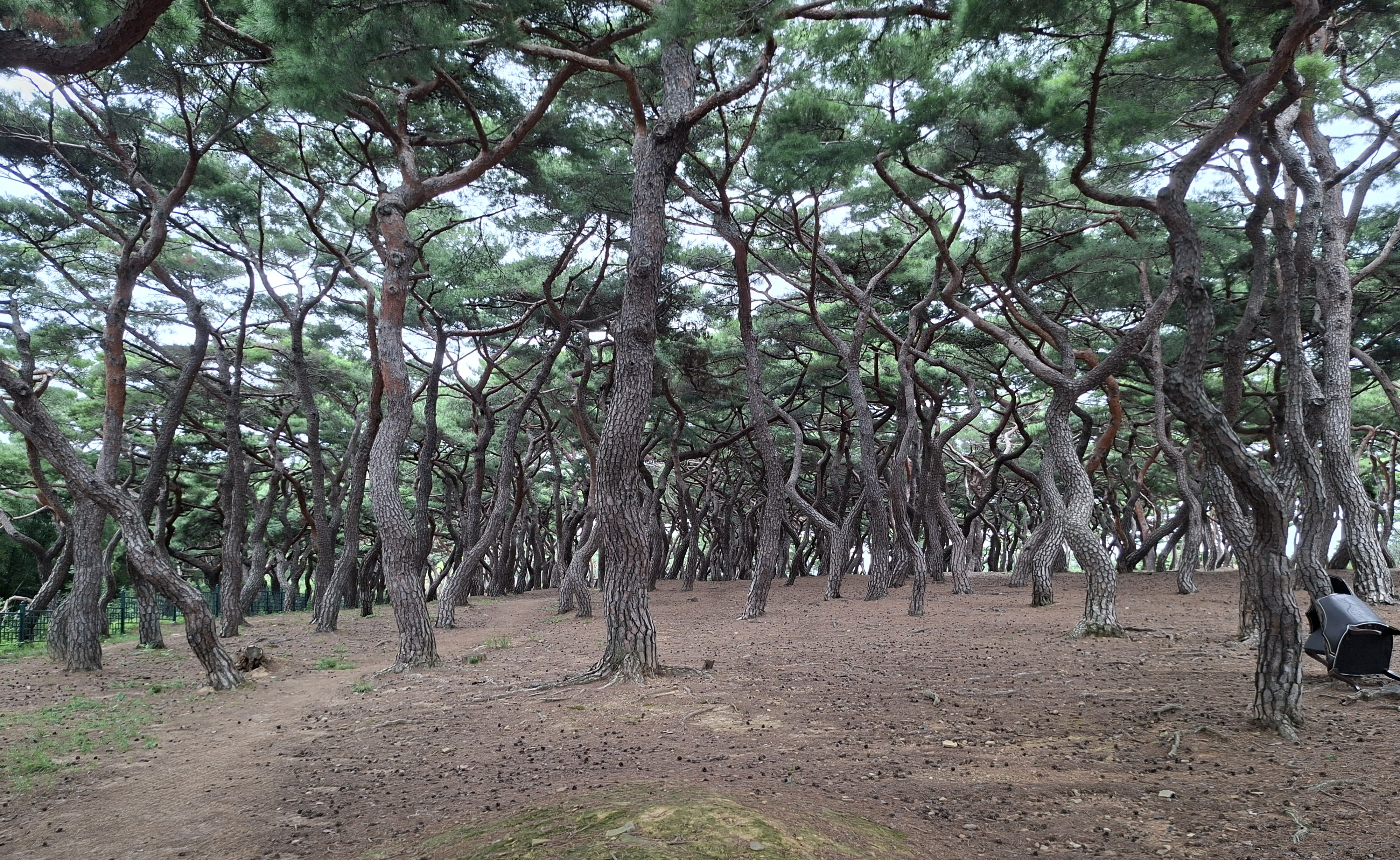 경주 사진 4