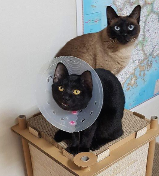  고양이 털, 중성화, 예방접종, 야행성 그리고 층간소음(고양이를 키우기전 알아야 할 사실들)