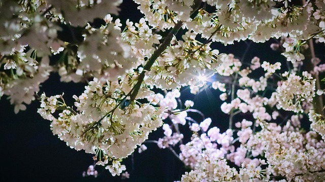 전주 벚꽃 축제 및 전주 벚꽃 명소&amp;#44; 벚꽃 개화시기 🌺2025년 전주 벚꽃 최신 명소🌺